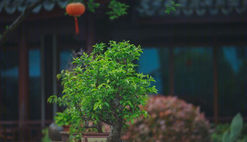 盘门景区别墅会所-11