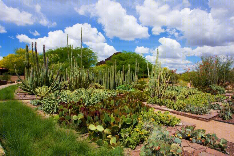美国沙漠植物园-7