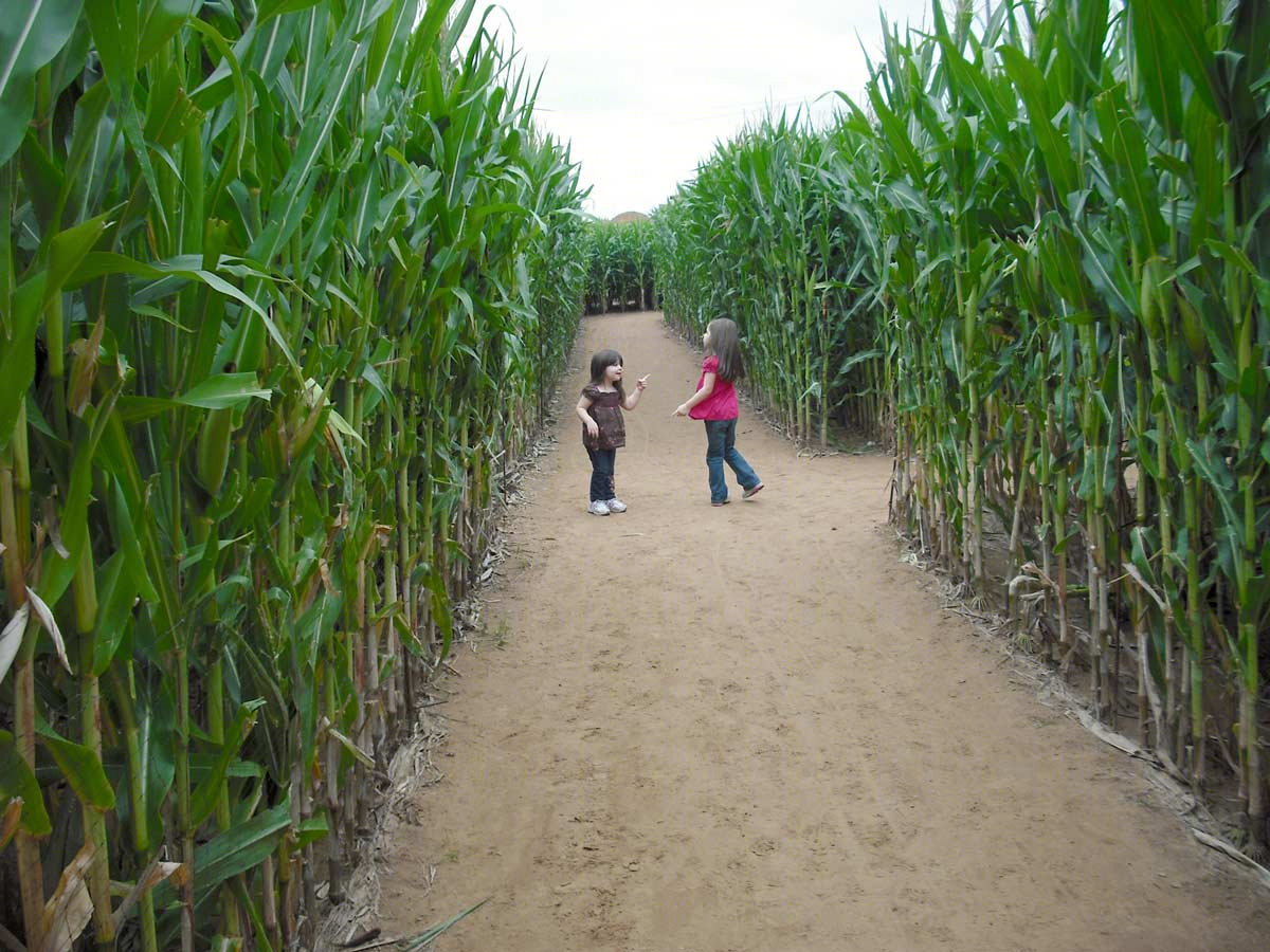 意大利威尼斯玉米田迷宫 (Italy Venice Cornfield Maze)-14