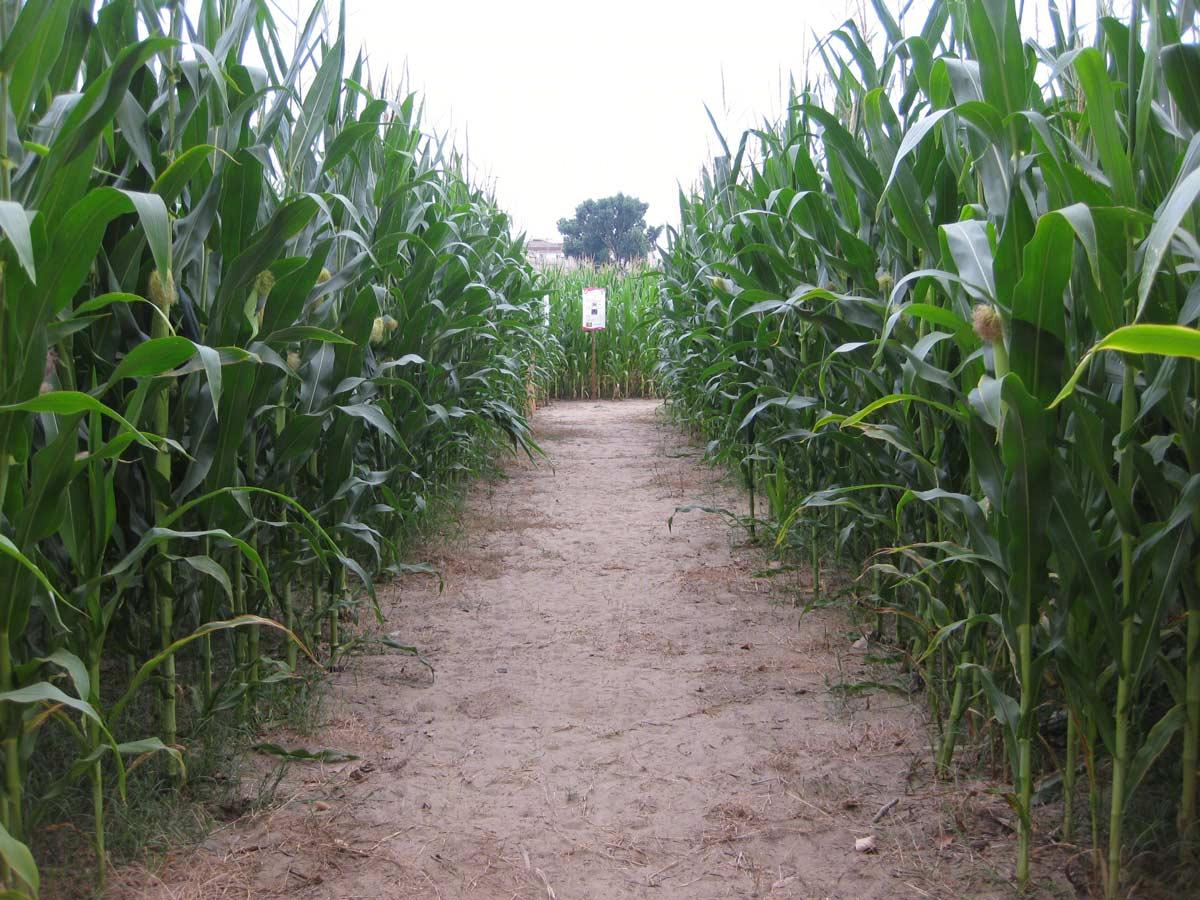 意大利威尼斯玉米田迷宫 (Italy Venice Cornfield Maze)-15