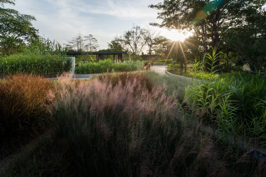 泰国药用植物园景观丨Landscape Architects of Bangkok（LAB）-9