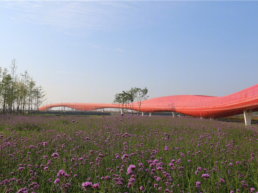 宿迁三台山衲田花海景观-2