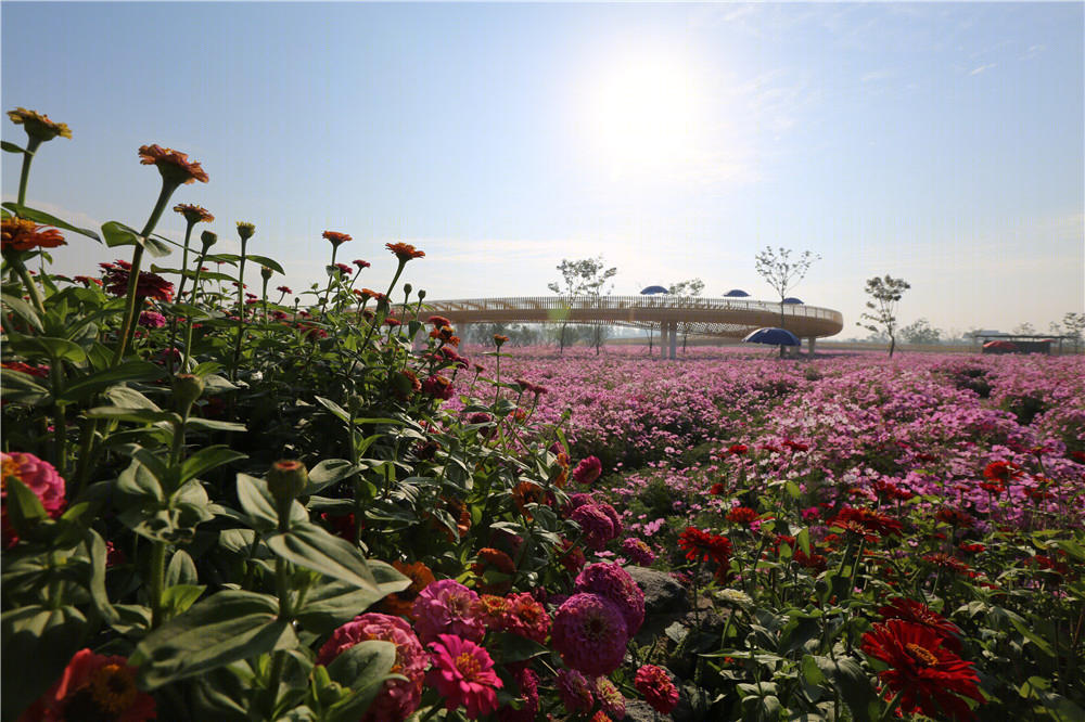 宿迁三台山衲田花海景观-9