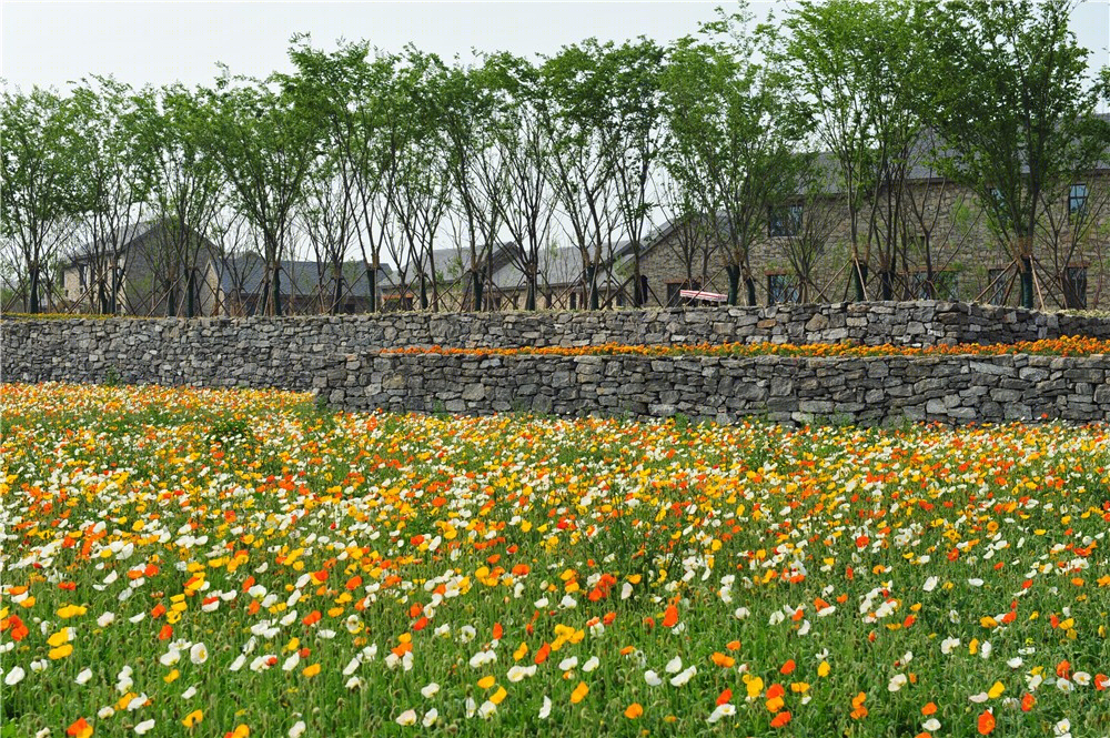 宿迁三台山衲田花海景观-10