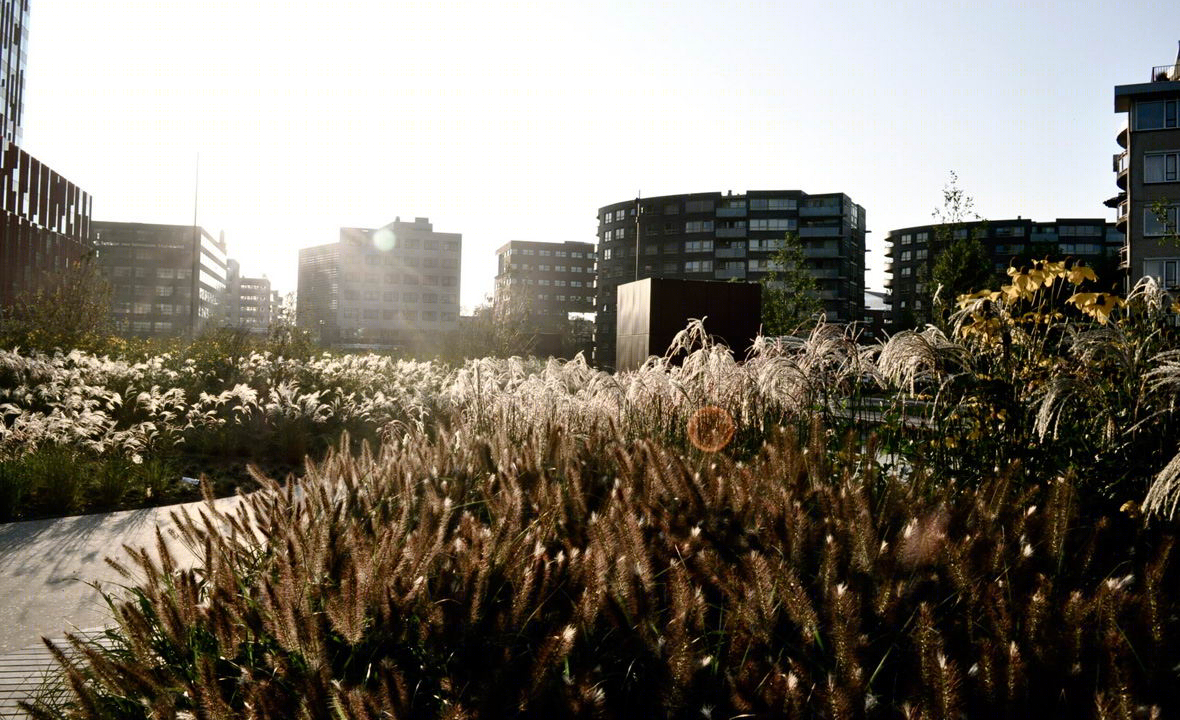 荷兰地下停车场屋顶公园-13