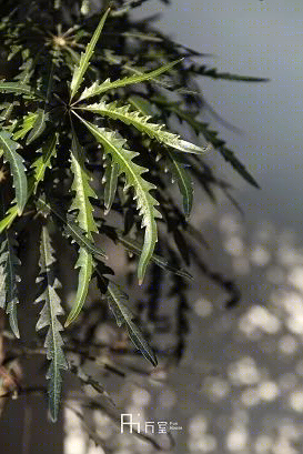 麓山国际“归园田居” | 原木与山色的完美融合-55