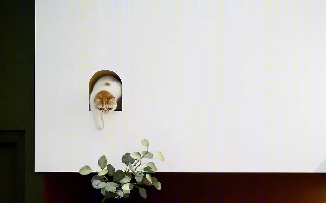 22㎡蜗居的猫奴设计师生活-29