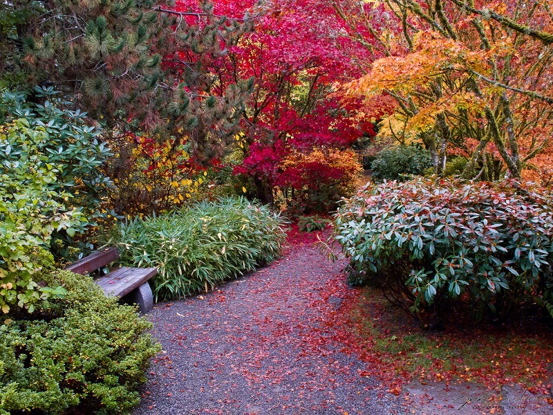 美国贝尔维尤植物园（America Bellevue Botanical Garden）-12