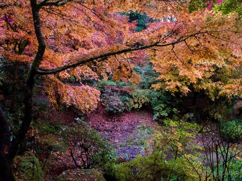 美国贝尔维尤植物园（America Bellevue Botanical Garden）-14