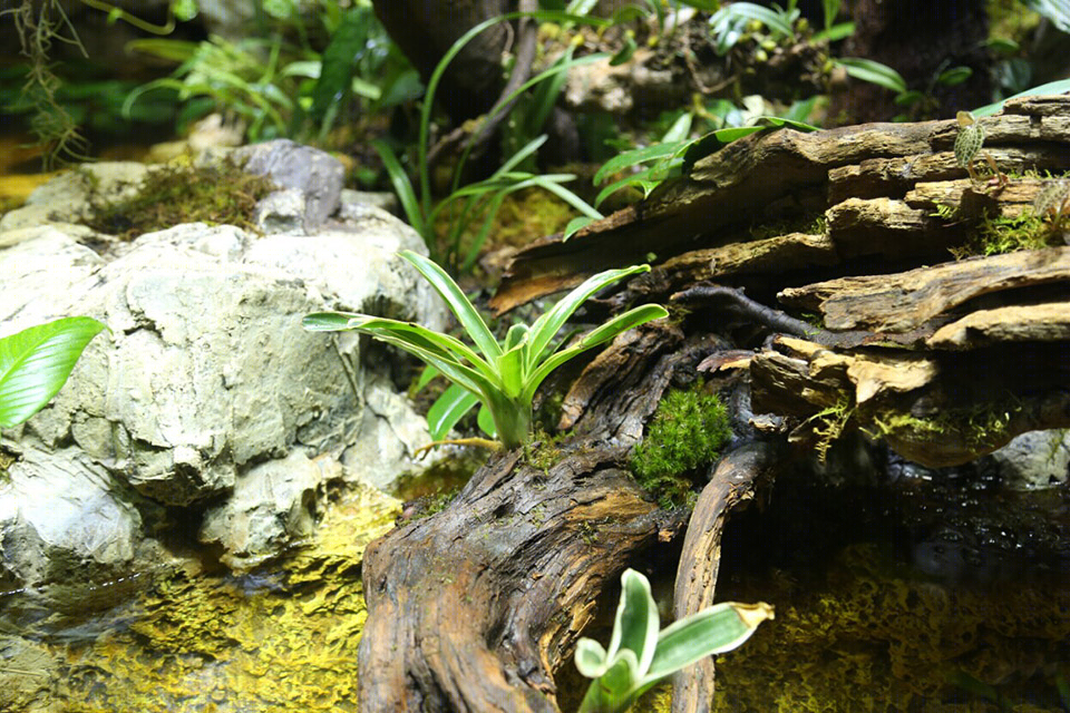 大型人造热带雨林生态景观-15