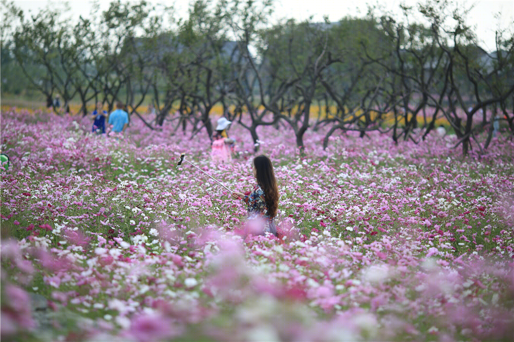 宿迁三台山衲田花海景观-14