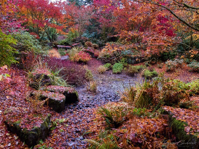美国贝尔维尤植物园（America Bellevue Botanical Garden）-16