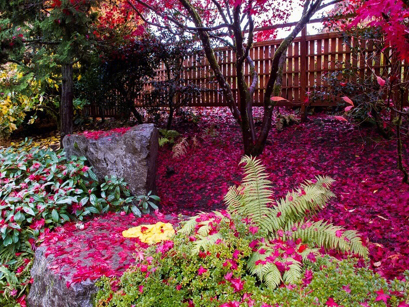 美国贝尔维尤植物园（America Bellevue Botanical Garden）-18