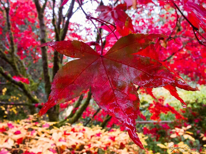 美国贝尔维尤植物园（America Bellevue Botanical Garden）-19