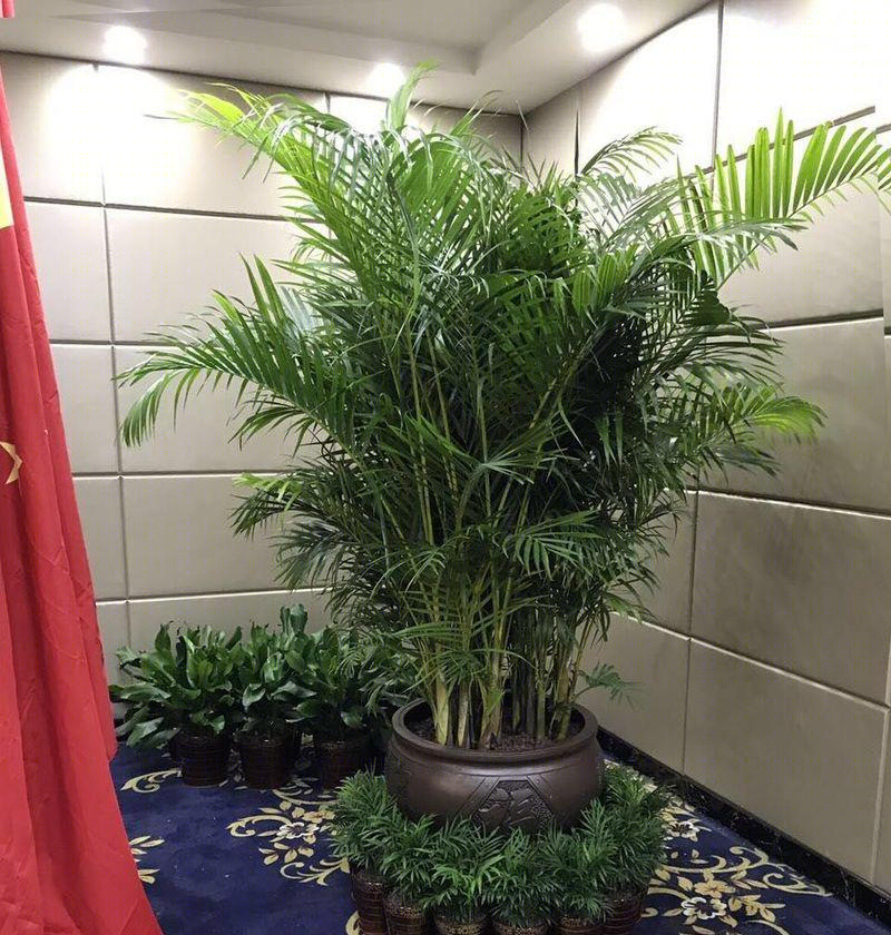 拥有生态及仿真植物的墙体花园-15