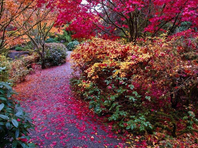 美国贝尔维尤植物园（America Bellevue Botanical Garden）-20