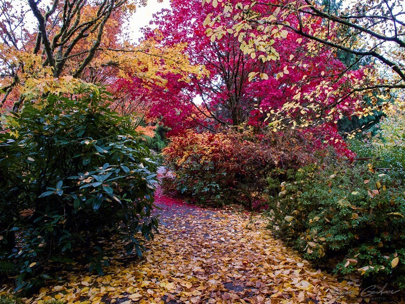 美国贝尔维尤植物园(America Bellevue Botanical Garden)-21