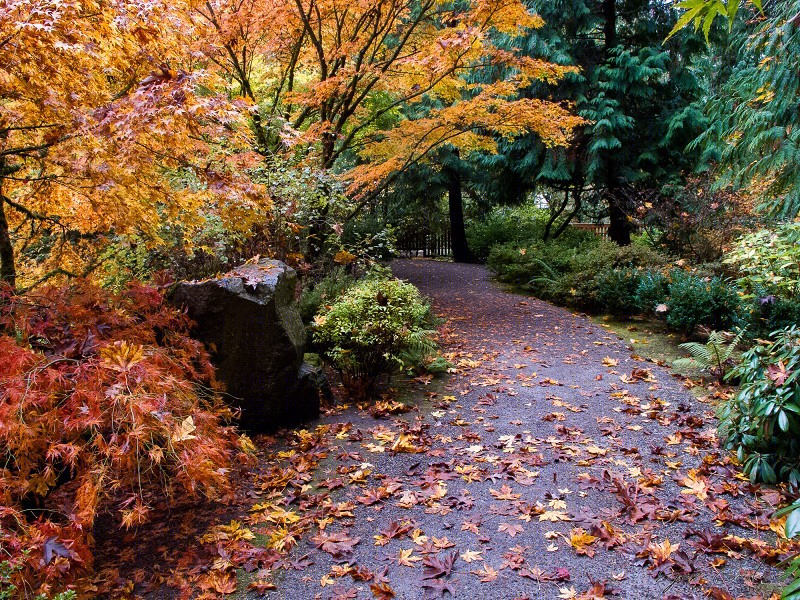 美国贝尔维尤植物园（America Bellevue Botanical Garden）-22
