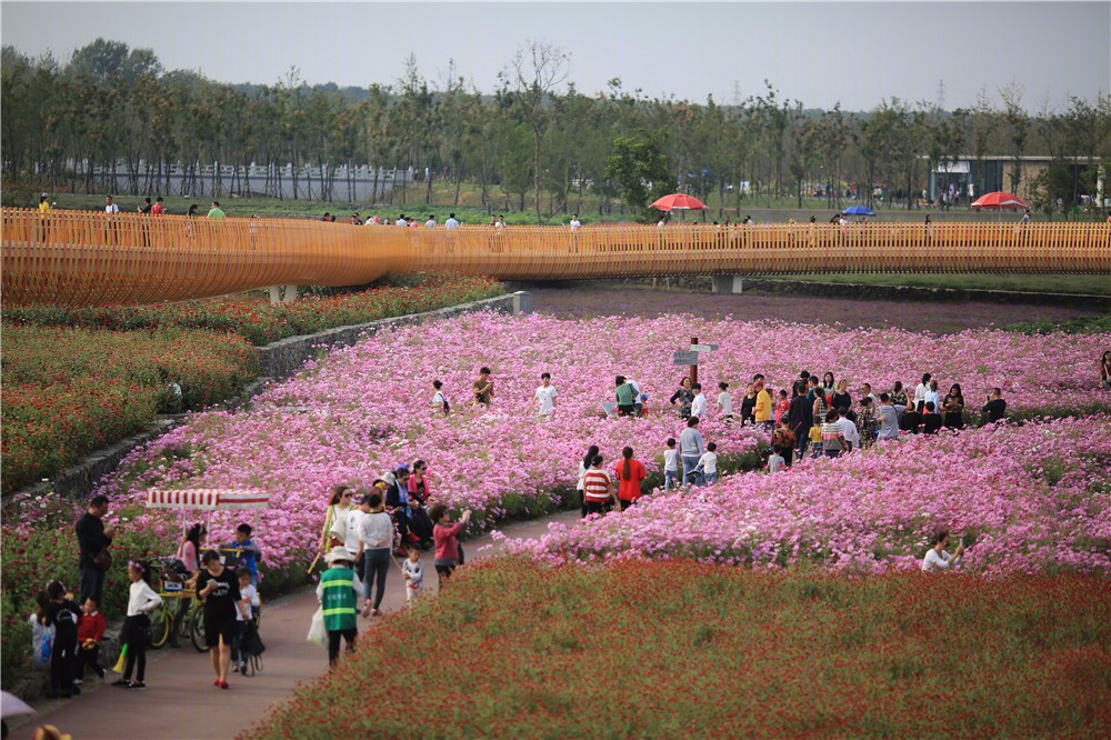 宿迁三台山衲田花海景观-17