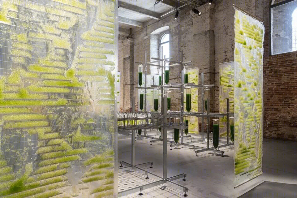 威尼斯建筑双年展上的生物实验装置·BIT·BIO·BOT丨法国尼斯丨ecoLogicStudio-6