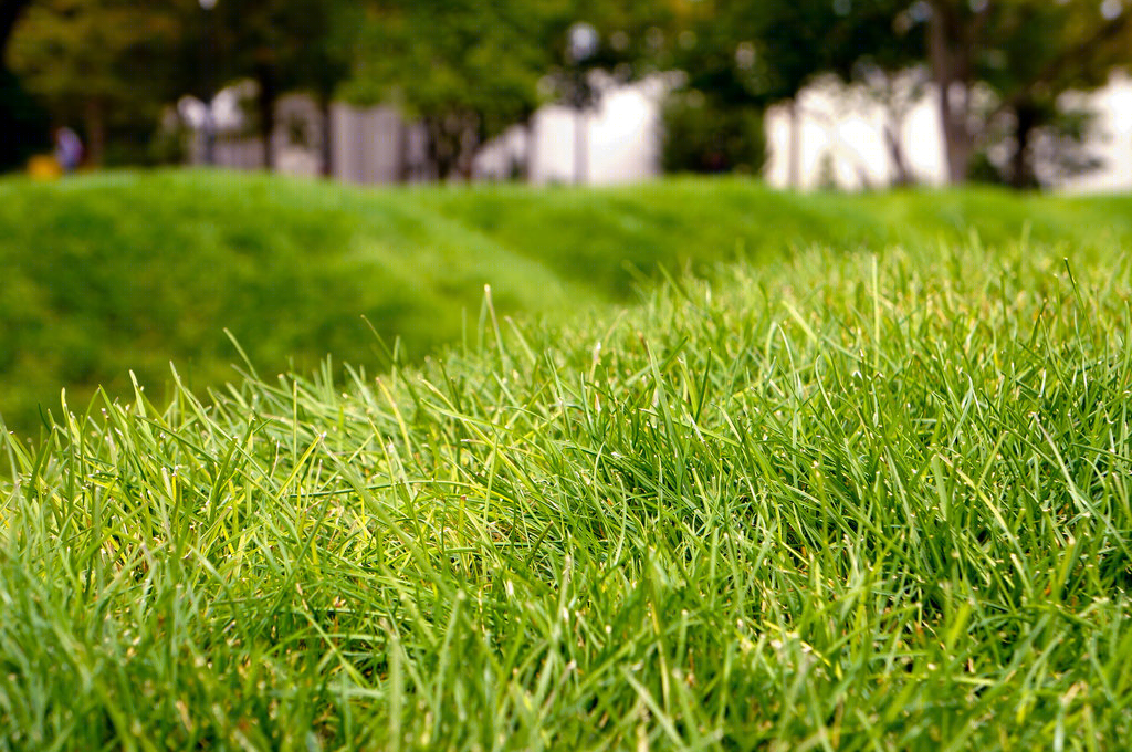 美国绿色波形草坪(America Green Wave Lawn)-14