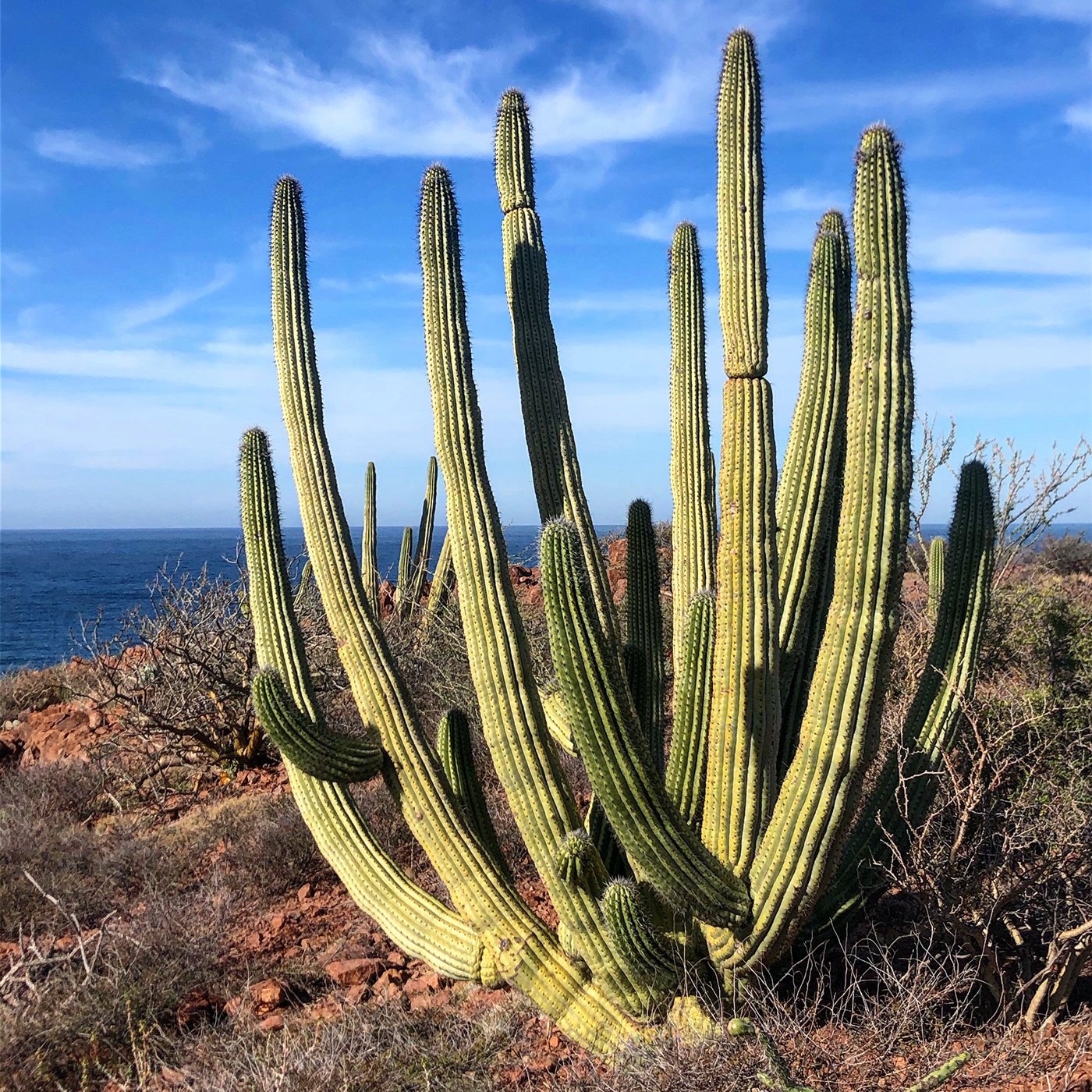 Sonora México-7