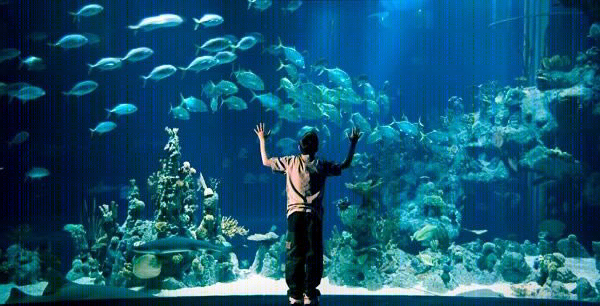 The Deep 水族馆丨英国丨Farrells 法雷尔-1