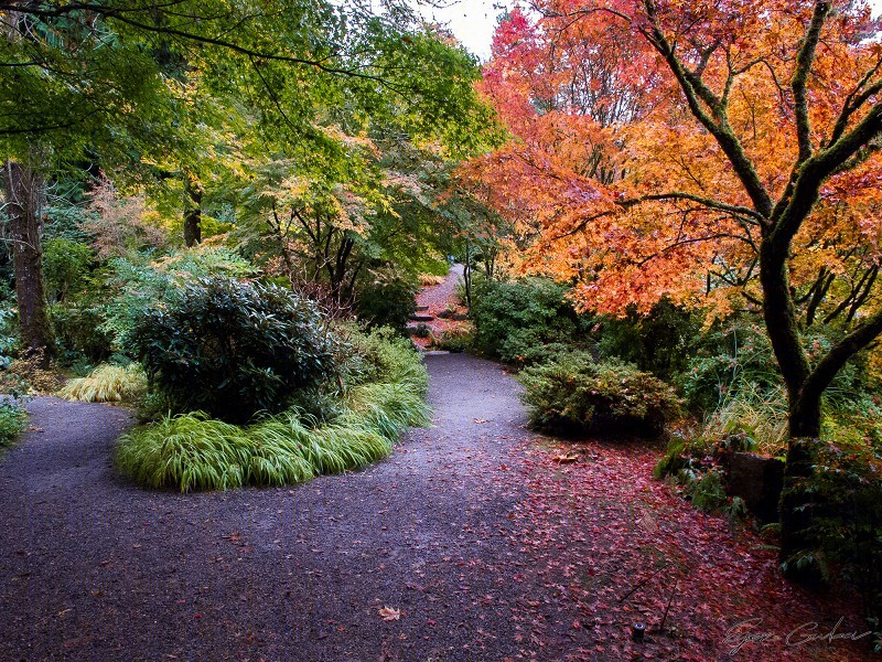 美国贝尔维尤植物园（America Bellevue Botanical Garden）-23