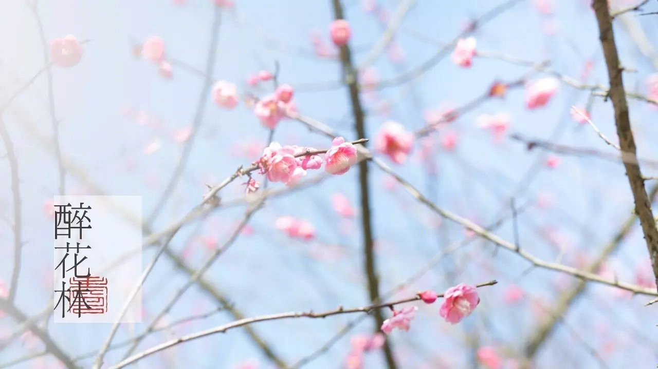 梅林寻梦 | 永嘉原野庄园梅园-7