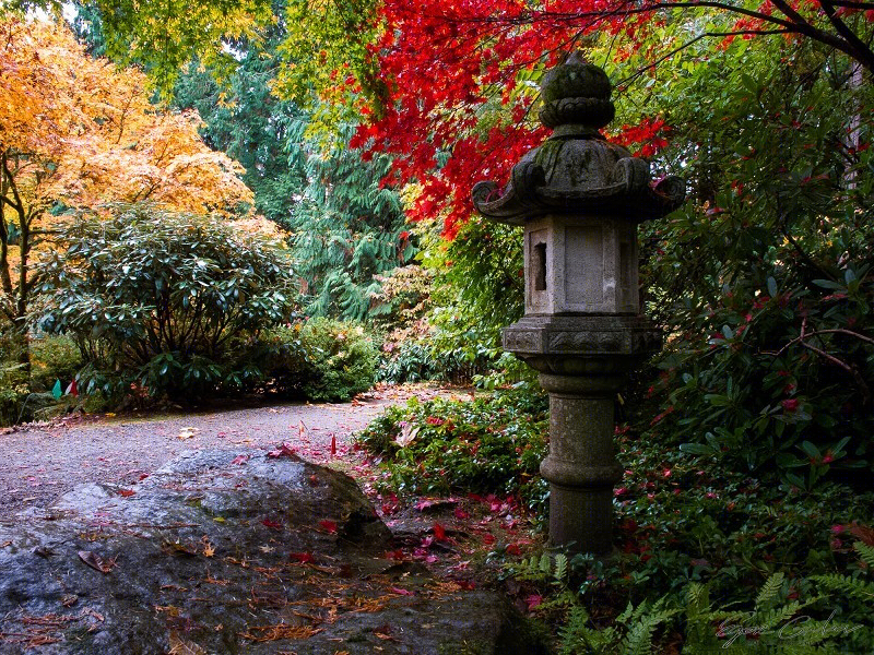 美国贝尔维尤植物园（America Bellevue Botanical Garden）-24