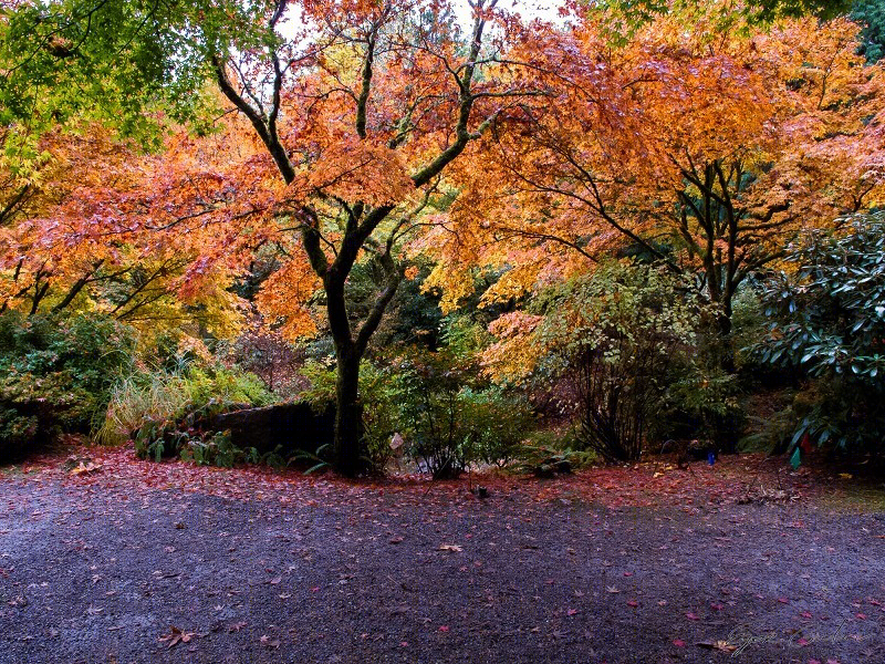 美国贝尔维尤植物园（America Bellevue Botanical Garden）-25