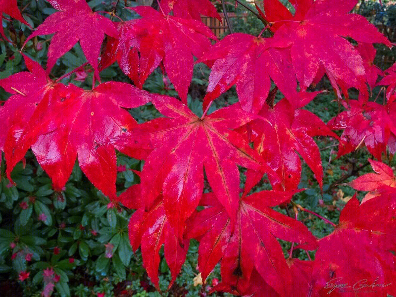 美国贝尔维尤植物园（America Bellevue Botanical Garden）-26