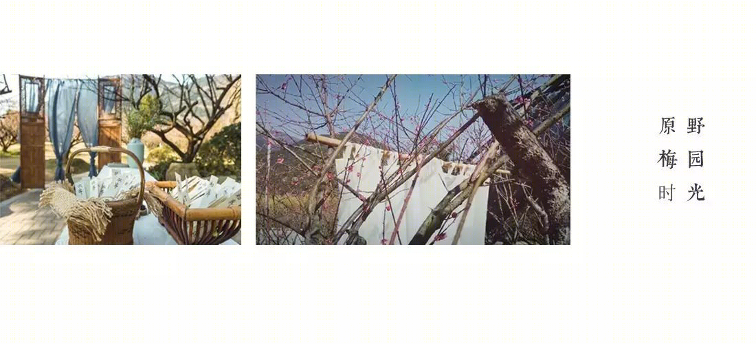 梅林寻梦 | 永嘉原野庄园梅园-10