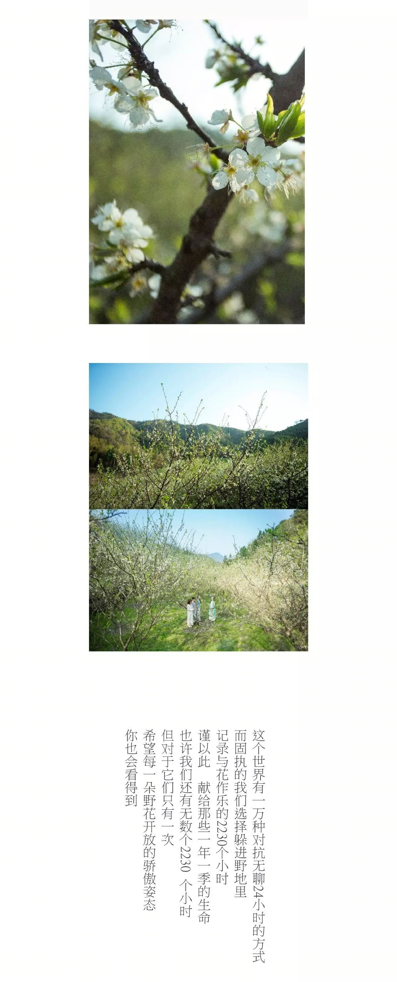 雁山云野花事 | 自然之美与生活的艺术交融-54