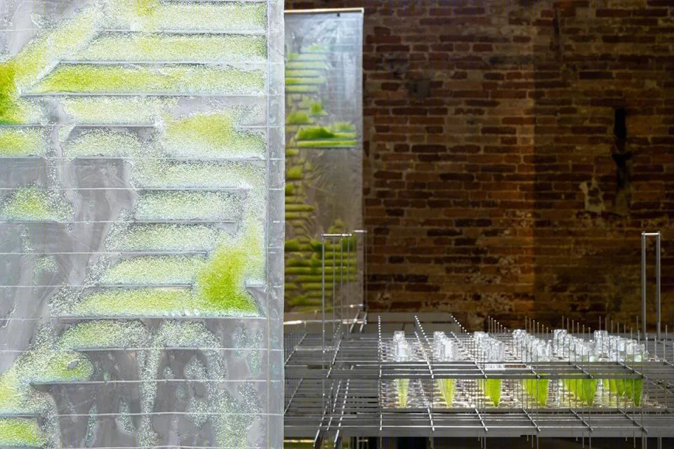威尼斯建筑双年展上的生物实验装置·BIT·BIO·BOT丨法国尼斯丨ecoLogicStudio-25