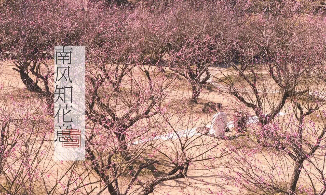 梅林寻梦 | 永嘉原野庄园梅园-19