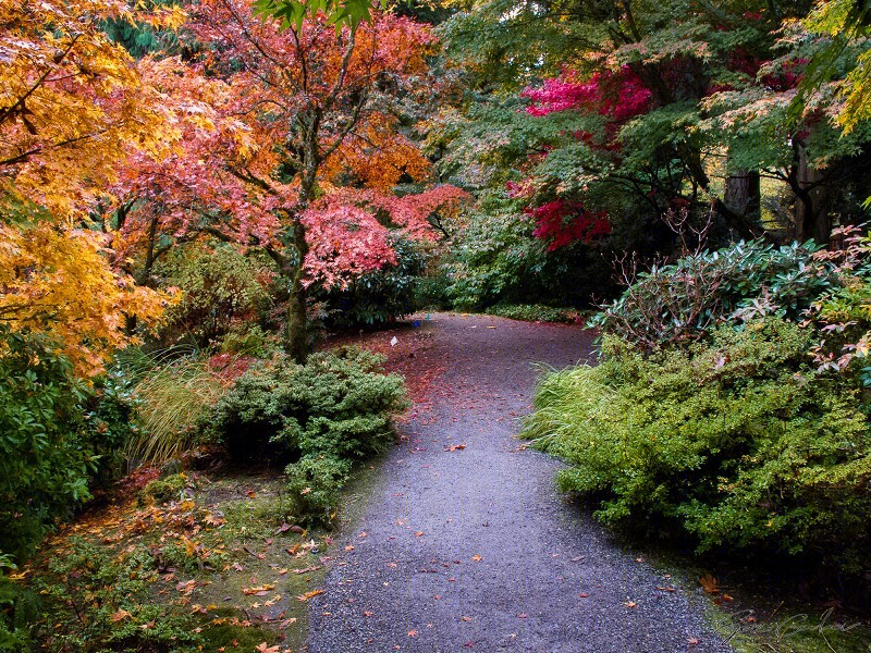 美国贝尔维尤植物园（America Bellevue Botanical Garden）-27