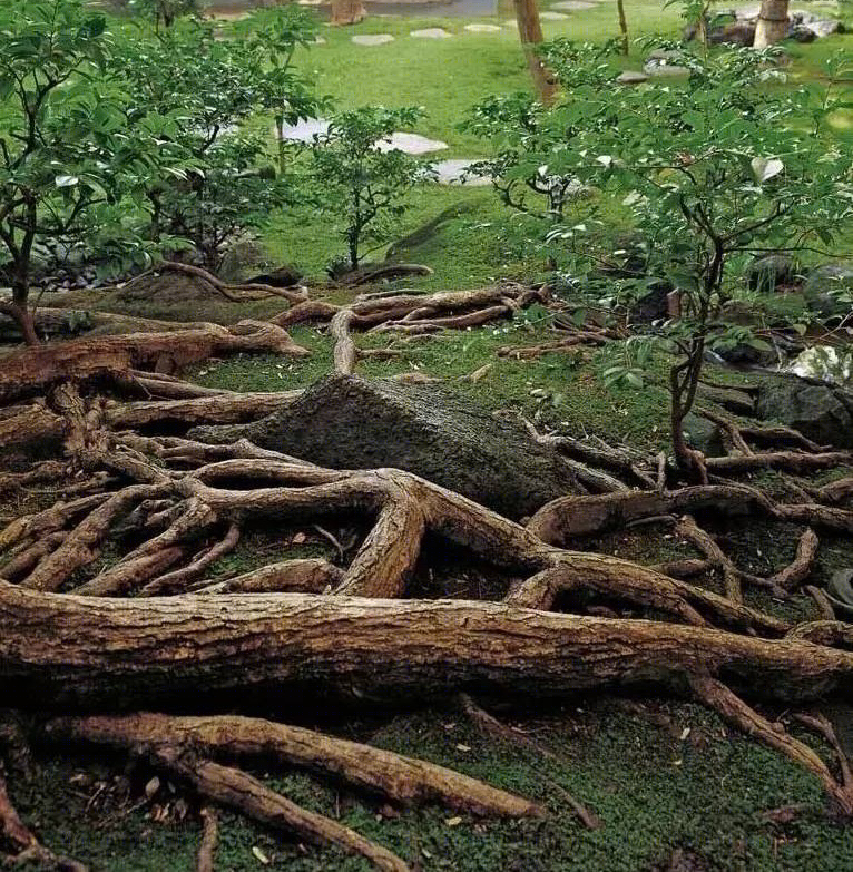 青苔美学 · 陋室之雅,生机之韵-8