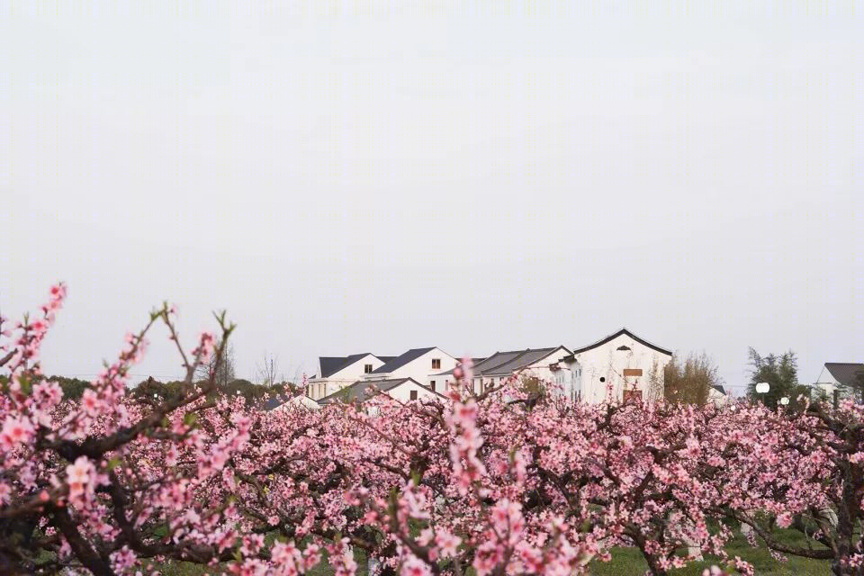 上海“乡村振兴示范村”·吴房村丨中国美术学院风景建筑设计研究总院-1