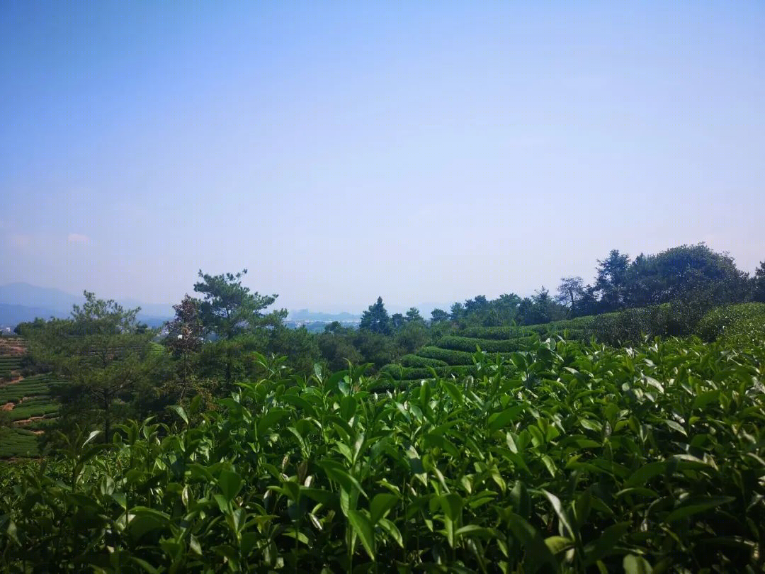 御榕·武夷度假酒店-105