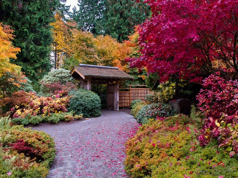 美国贝尔维尤植物园（America Bellevue Botanical Garden）-31