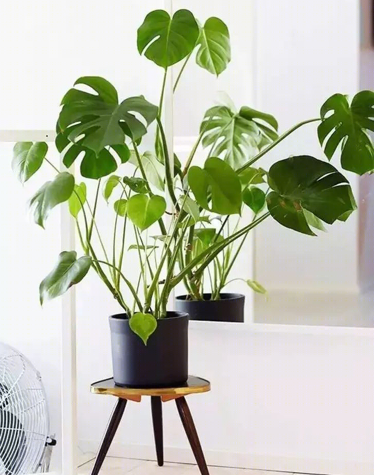 《草木绿》点亮生活,室内设计新趋势-48