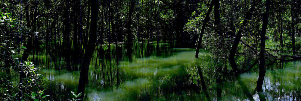 新加坡双溪布洛湿地公园丨戴水道设计-20