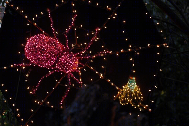 美国贝尔维尤植物园（America Bellevue Botanical Garden）-36