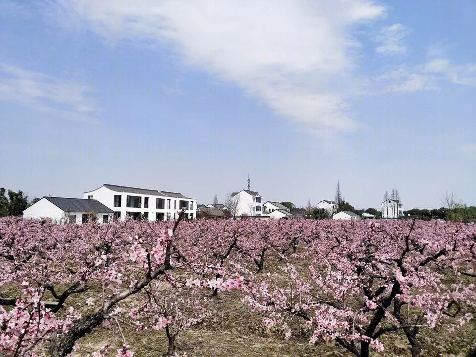 上海“乡村振兴示范村”·吴房村丨中国美术学院风景建筑设计研究总院-21