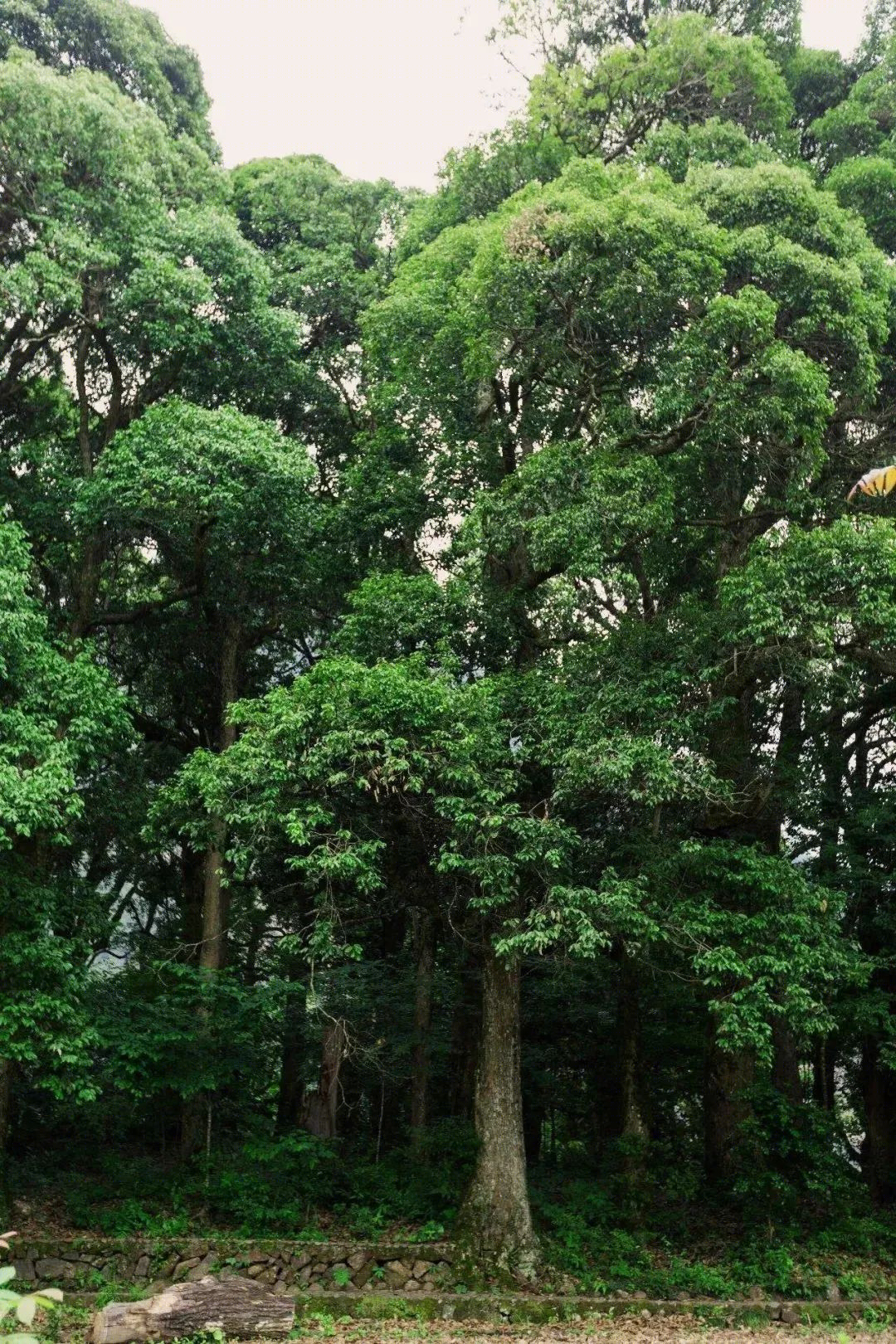 武侠风丽水隐世民宿，原木侘寂之美-67