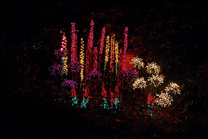 美国贝尔维尤植物园（America Bellevue Botanical Garden）-41
