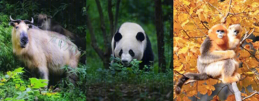 唐家河自然教育中心丨中国四川丨合造社-15
