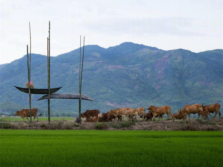 越南的田野小筑景观-6