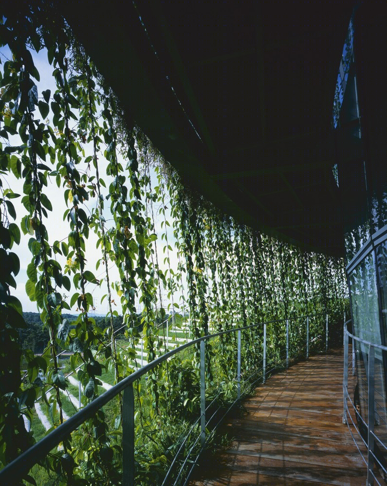 丛林之上的绿色工厂-7